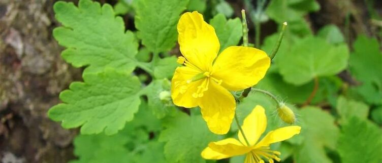 celandine for the treatment of head psoriasis
