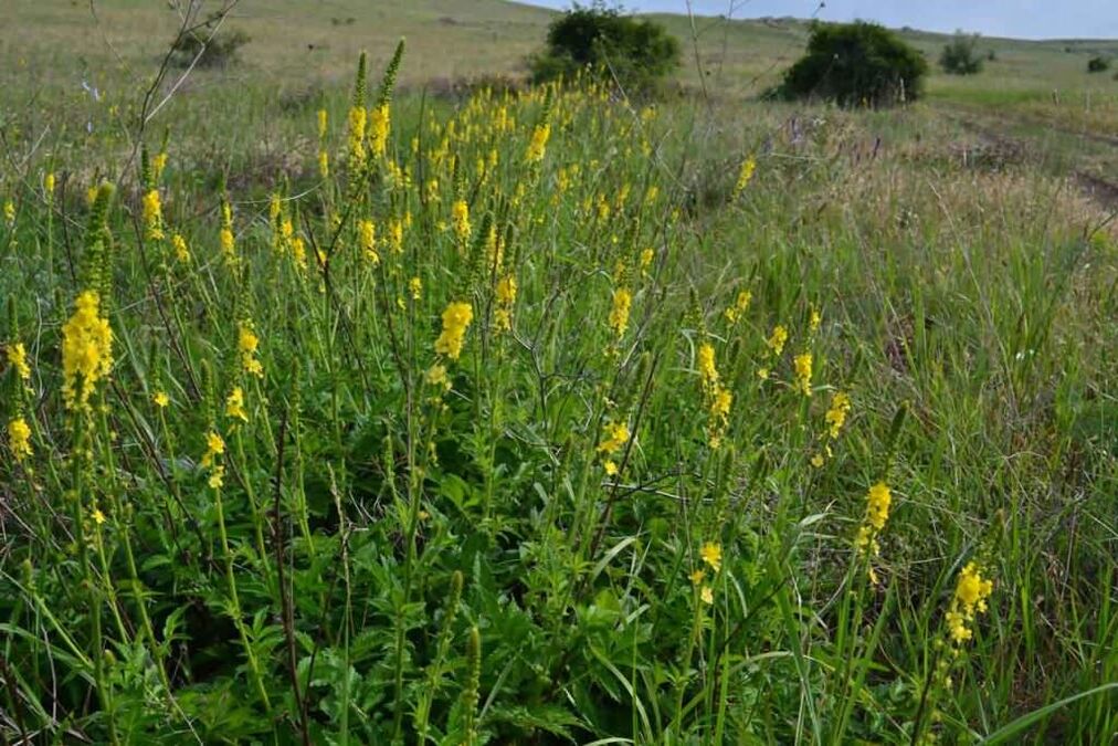 agrimony for psoriasis treatment