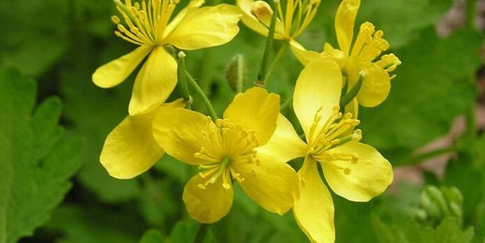 celandine herb from psoriasis on elbows